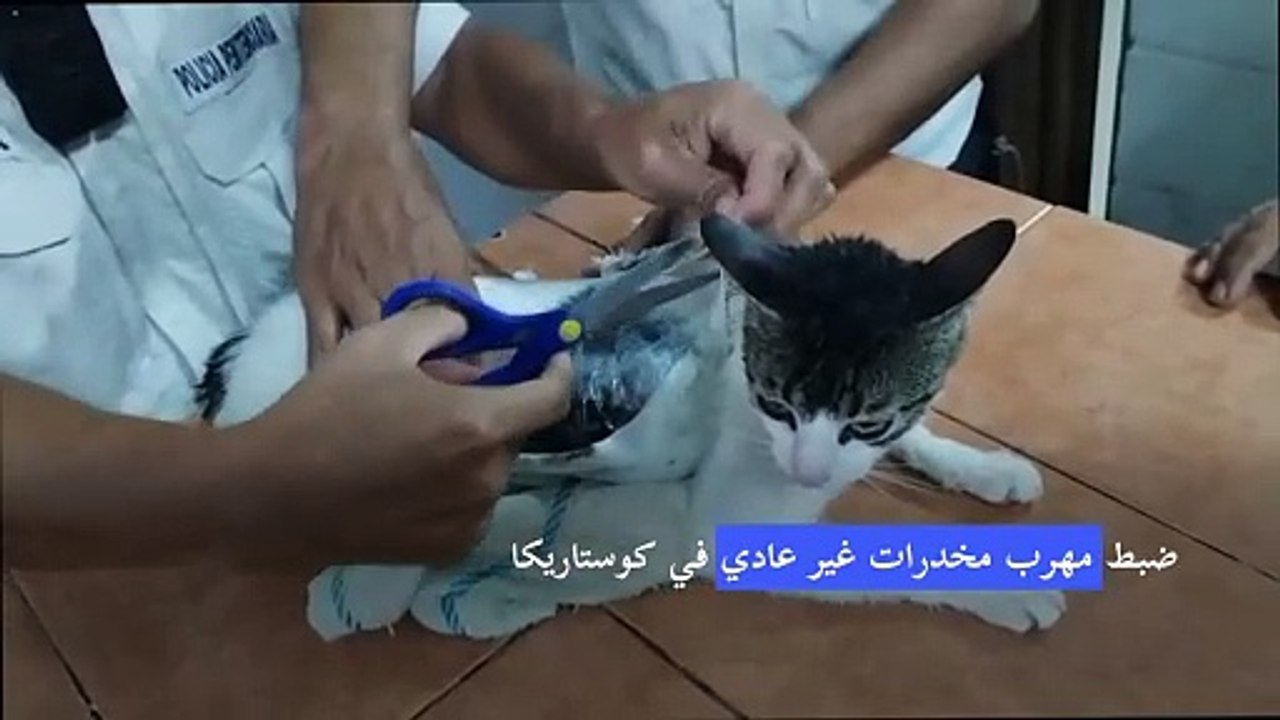 ضبط قطة خلال محاولتها تهريب مخدرات إلى أحد سجون...