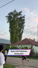 He Threw One Thing… And Nature Unleashed This Stunning Surprise! 🕊️