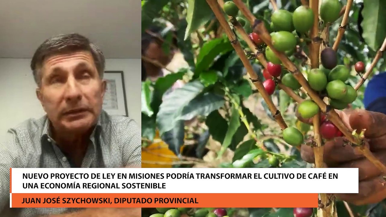 Nuevo proyecto de ley en Misiones podría transformar el cultivo de café en una economía regional sostenible