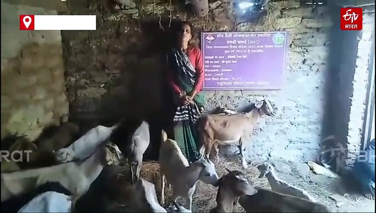 पशुपालकों के लिए बकरी, भेड़ पालन से मालामाल बनने का मौका, सरकार दे रही 50 फीसदी की सब्सिडी, ऐसे करें आवेदन