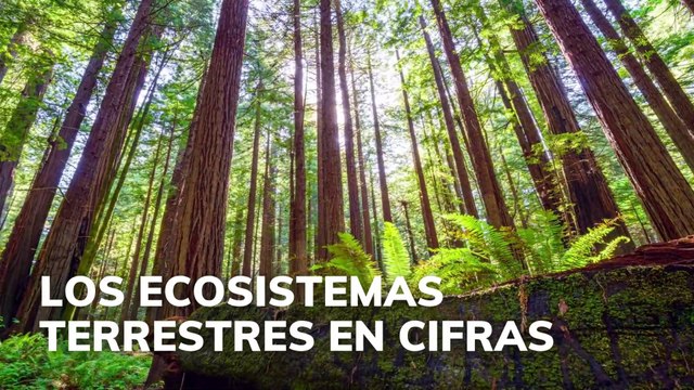 Los ecosistemas terrestres en cifras