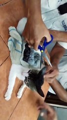 Gato “narcotraficante” é flagrado contrabandeando drogas para prisão;