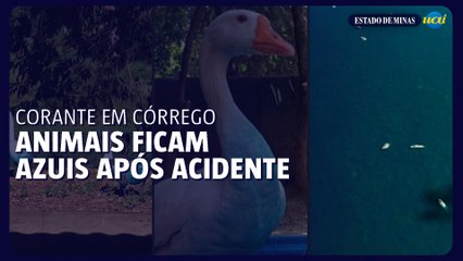 Animais ficam azuis após carreta se acidentar e derramar corante em córrego