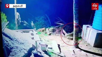 கோழியை கவ்விச் சென்ற சிறுத்தை! வைரலாகும் சிசிடிவி காட்சி!