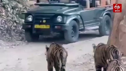 बाघ के पीछे गाड़ी दौड़ाना पड़ा भारी, वन विभाग ने लगाया इतने वाहनों पर लगा जुर्माना