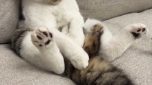 My Cat's Purr-sonal Jump Scare