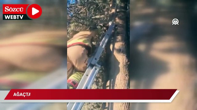 Altınözü'nde ağaçta mahsur kalan kedi yavrusunu itfaiye ekibi kurtardı
