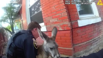 Video shows moment police wrangle runaway pet kangaroo in US town