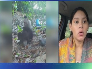 Monos capuchinos roban a bebés de aulladores en Isla Jicarón
