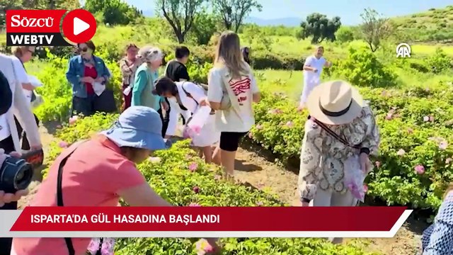 Isparta'da hasat zamanı: Dünya üretiminin yüzde 65'ini karşılayan ürün için mesai başladı