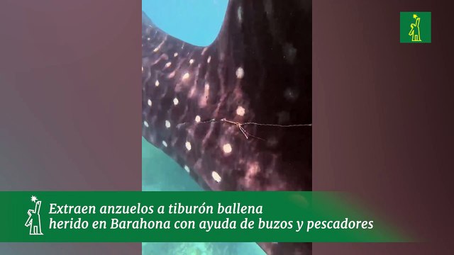 Extraen anzuelos a tiburón ballena herido en Barahona con ayuda de buzos y pescadores