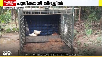 സുൽത്താൻ ബത്തേരിൽ ഇറങ്ങിയ പുലിക്കായി വനം വകുപ്പ് കൂട് സ്ഥാപിച്ചു