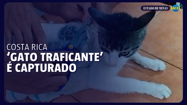 Gato usado para traficar droga é capturado na Costa Rica