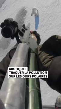 Arctique : traquer la pollution sur les ours polaires