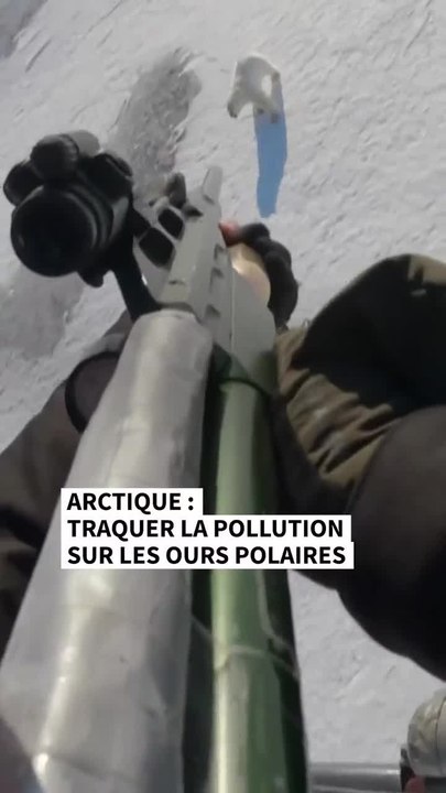 Arctique : traquer la pollution sur les ours polaires