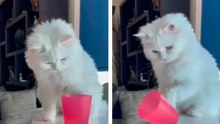 Video zeigt die zerstörerische Kraft von Katzen