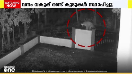 മുള്ളൻകൊല്ലി കമ്പനിഗിരിയിൽ വളർത്തുനായയെ പുലി പിടികൂടി
