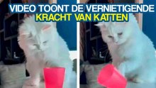 Video toont de vernietigende kracht van katten
