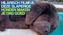 Hilarisch filmpje: deze slaperige honden maken je dag goed