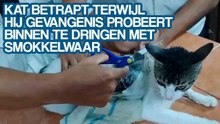 Kat betrapt terwijl hij gevangenis probeert binnen te dringen met smokkelwaar