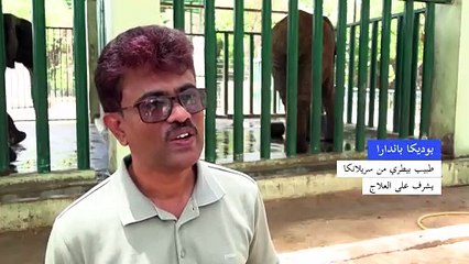 جهود مضنية لمعالجة فيلة مصابة بالسل في باكستان