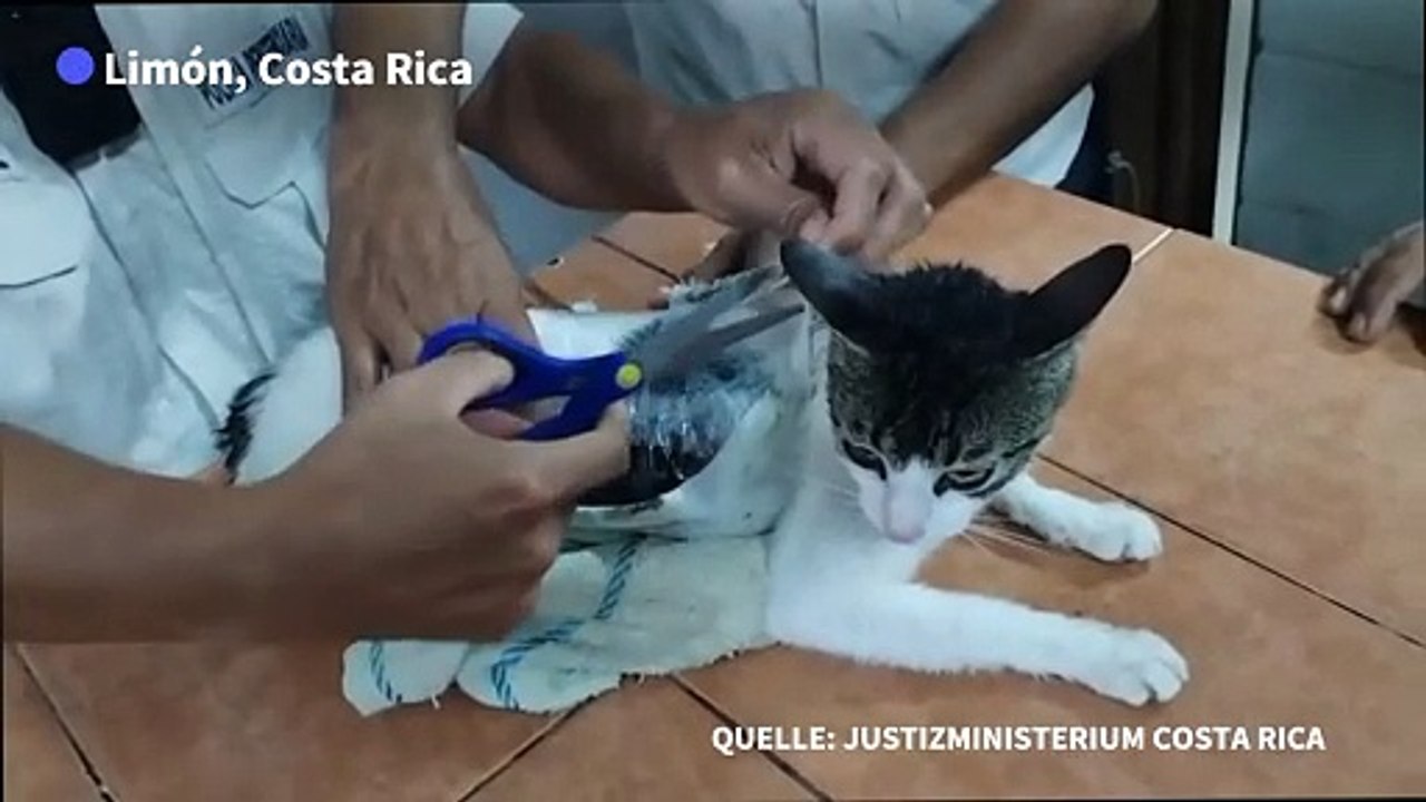 Katze als Drogenkurier in Costa Rica