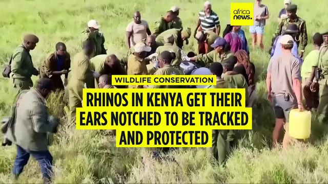 Kenya's rhinos get their ears notched for tracking and protection