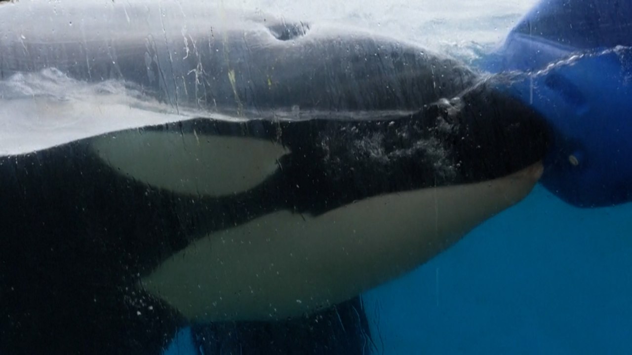 Marineland a-t-il abandonné les orques et dauphins restants dans « des bassins infestés d’algues » ?