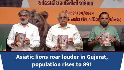 Asiatic lions roar louder in Gujarat; population rises to 891
