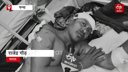 पन्ना में ग्रामीण पर भालू का हमला, ग्रामीणों को देख बियर ने पीछे लिए कदम