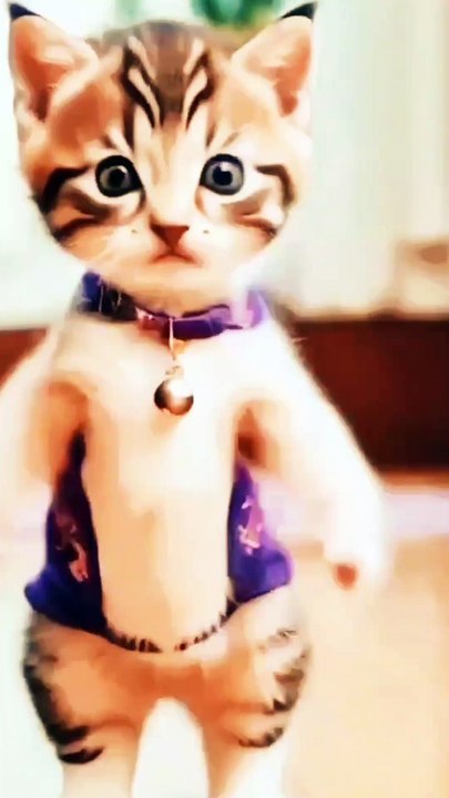 Cute cat dance