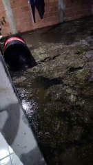 Água e lama invadem casas de moradores em Nova Iguaçu