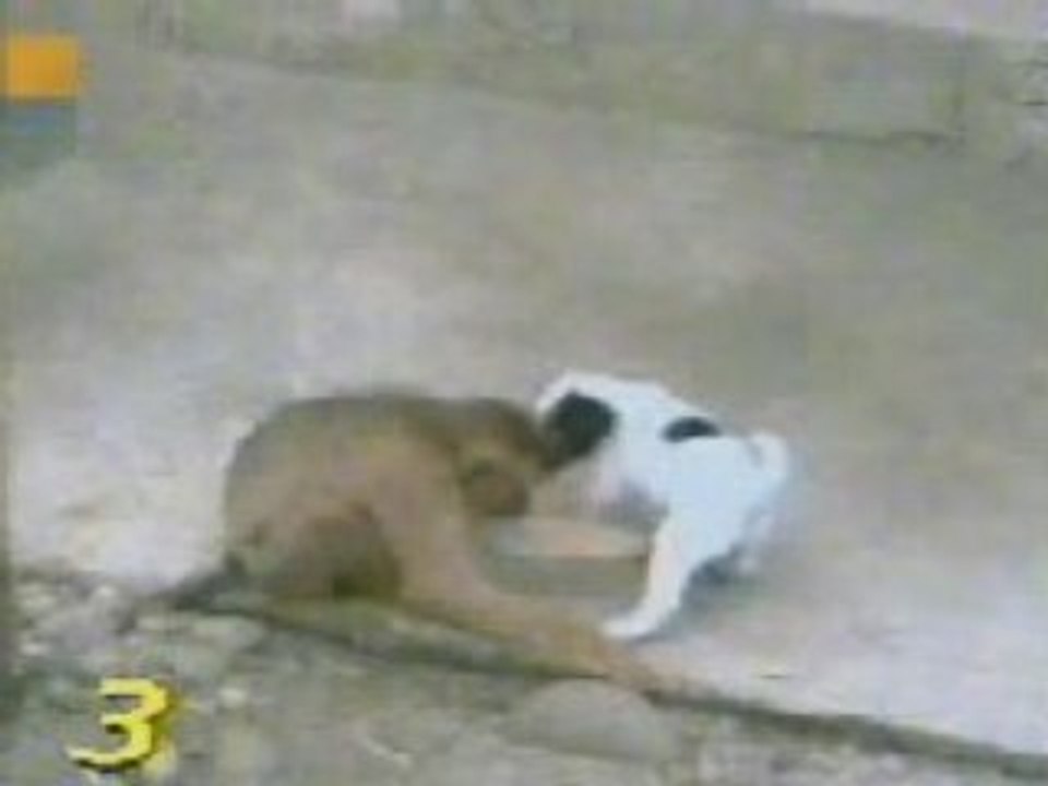 Very funny - monkey testing dogs ..... - you'll pee you pant
