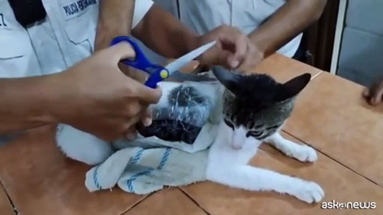 Catturato il "narco-gatto" che portava droga in carcere