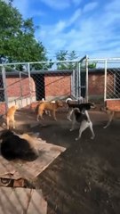 O cão King Charles é conhecido como o chefe da matilha e acabou com brigas em um canil na China