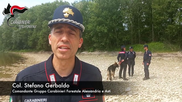 Lupi avvelenati e abbattuti illecitamente in forte aumento in provincia di Alessandria (21.05.25)