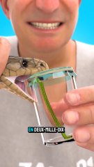 Venin de serpent : symptômes et traitement