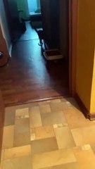 Quand ton chat t'apporte le repas