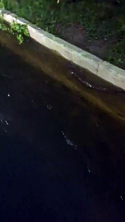 Peixes são flagrados em rua alagada em Marechal Deodoro
