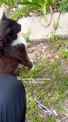 🚓🐱 From “No Cats Allowed” to Kitten Haven: Cop & His Girlfriend Foster 5 Strays! 😻🏠