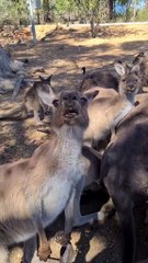 Kangaroo saying Hi, only in Australia