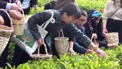 Çin’den gelen akademisyenler Rize’de çay topladı