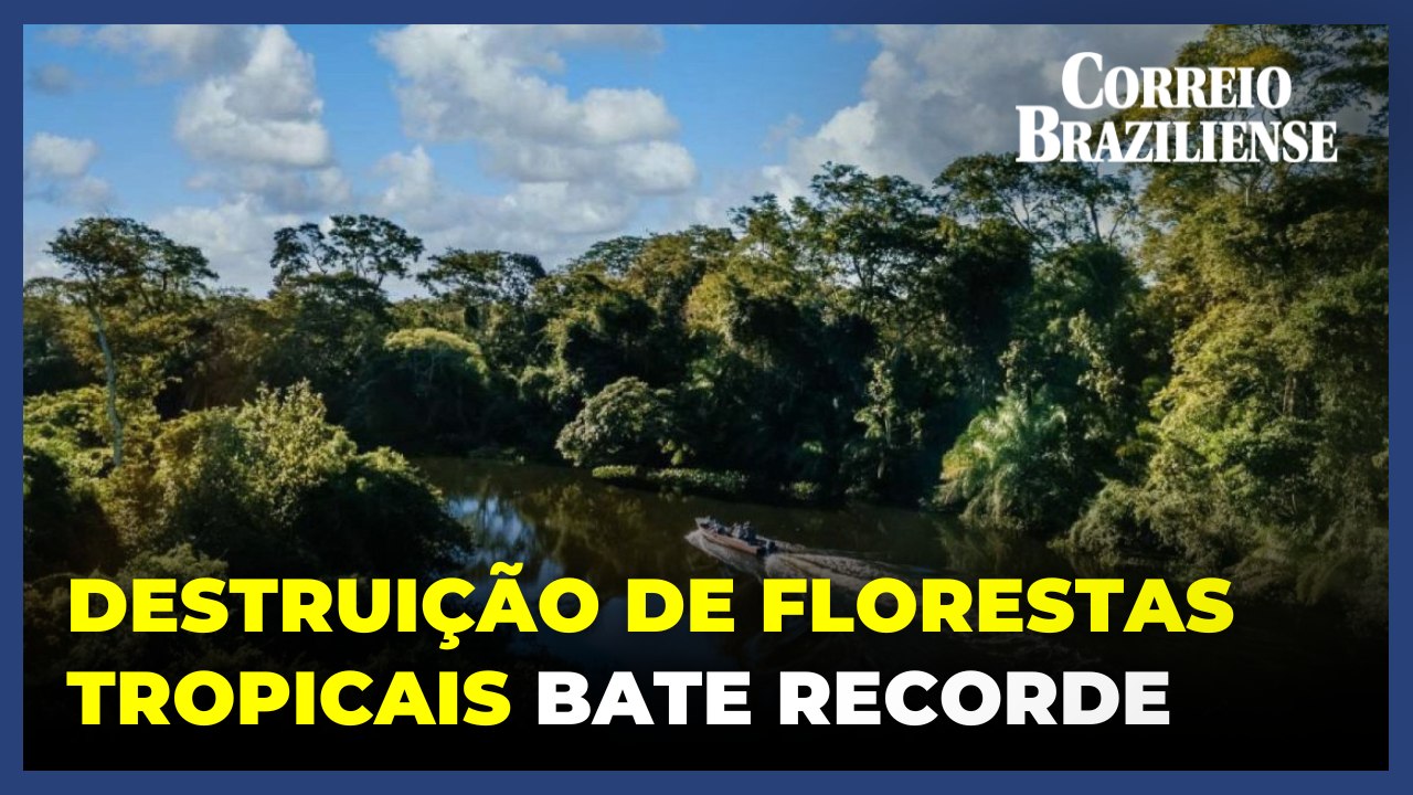 Destruição de florestas tropicais bate recorde em 2024 com aumento de incêndios