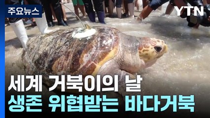 '세계 거북이의 날'...바다거북, 기후위기·쓰레기로 생존 위기 / YTN