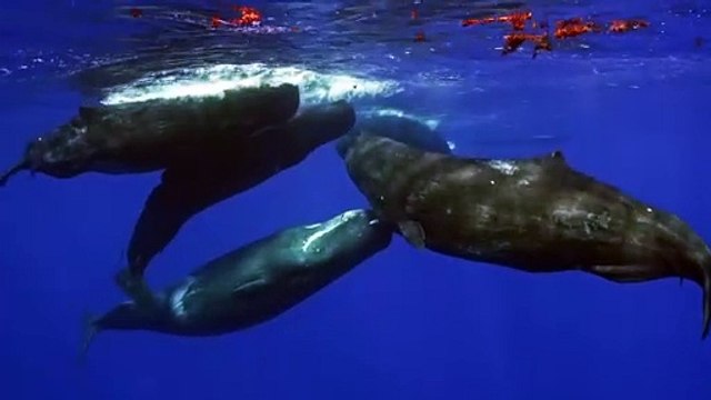 Expertos advierten del riesgo de extinción del cachalote en Canarias