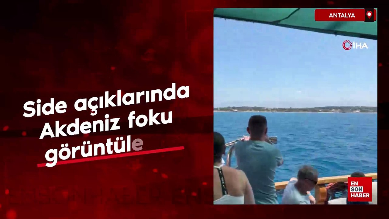 Antalya'da Akdeniz foku görüntülendi, turistler hayretler içinde izledi