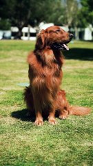 Man’s Best Friend: Fascinating Facts About Dogs