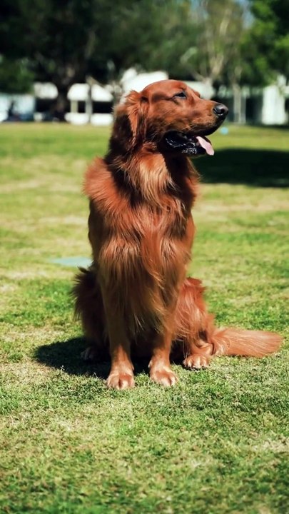 Man’s Best Friend: Fascinating Facts About Dogs