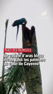 [GUYANE] Un couple d'aras bleus niché dans les palmiers au coeur de Cayenne