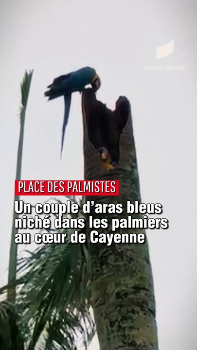 [GUYANE] Un couple d'aras bleus niché dans les palmiers au coeur de Cayenne